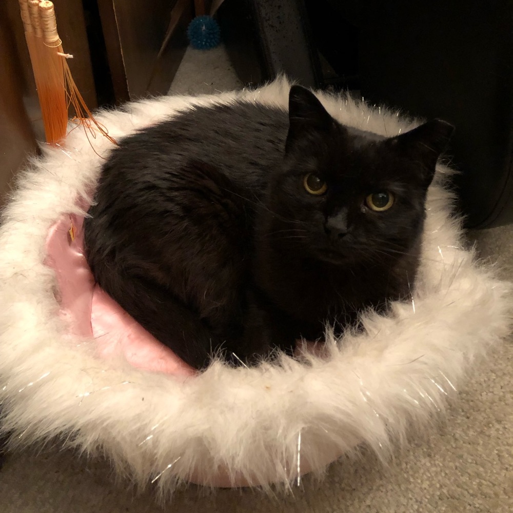 More photos of my furbabies!!!🐈🐈